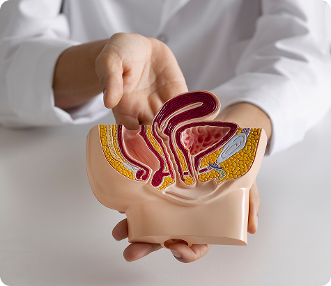 A healthcare provider holding a cross-section anatomical model of the human pelvis to explain various hemorrhoid treatment options and types.